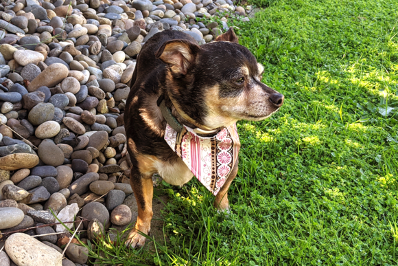 ITH Pet Collar Bandana Slider Applique Review